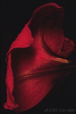 Profile of Amaryllis Flower