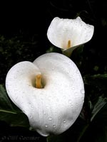 Calla Lillies