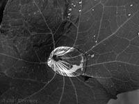 Raindrop on Naturtium Leaf